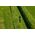Greenworks 60V Nożyce do żywopłotu na wysięgniku 51cm GD60PHT51 13572874 6952909070490