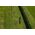 Greenworks 60V Nożyce do żywopłotu na wysięgniku 51cm GD60PHT51 13572874 6952909070490