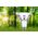 Paulmann Źródło światła LED GU10 ECO LINE 2.5W 450lm 4000K 230V srebrny / szkło 13684409 4000870291948