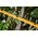 Dewalt 54v xr fv nożyce do żywopłotu 65cm 13850727 5035048748473