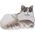 Figurka Mega Creative ZWIERZ DOMOWE 4-8CM MIX12 MC DISP 36/720 13892821 5905523620795