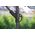 Chillafish Garden umbrella on the side arm, foldable 13934213 5902759979550