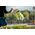 DOGGY M 45 KURTKA AIRYVEST DWUSTRONNA JASNOZIELONA + NIEBIESKA 13940778 5902414551503