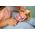 Simba LALKA 29CM STEFFI AKC HELLO BABY SIMBA WB 13942399 4006592091156