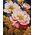 Norimpex Malowanie po numerach - Różowa Symfonia 40x50cm 13970606 4823104356288