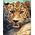 Norimpex Malowanie po numerach BRUSHME, 40x50 cm, portret lamparta, 1 szt. 13977341 5901498127659