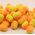 Baton Baits Baton Baits Poczwarki Wafters Wanilia/Scopex/Squid 14064138 5906379617014