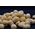 Baton Baits Baton Baits Poczwarki Pop-Up Orzech Tygrysi 14064139 5904158308214