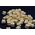 Baton Baits Baton Baits H6mm Wafters Czosnek/Wątroba 14064148 5904158308870