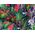 Hobbygarden MAťA AMANDA PRESTI˝ KWIATY I LI—CIE 14081775 5902414532441
