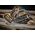 Dewalt 18v xr pil. tarczowa 190mm 2x5ah ps 14090755 5054905315740