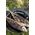 Petromax Talerze Emaliowane Petromax 18 Cm 2 Szt BLACK 14115157 4250435731161