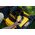 Kosiarka akumulatorowa Dewalt DEWALT KOSIARKA 2x18V DCMWP134W2 53cm 2x8,0Ah 14215305 5035048832653