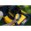 Kosiarka akumulatorowa Dewalt DEWALT KOSIARKA 2x18V DCMWP134N 53cm 14215339 5035048811016