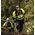 Projob Bluza ProJob 6120 EN ISO 20471 Class 1 Yellowblack