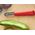Opinel Opinel Les Essentiels Obieraczka Peeler Red