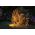 Kinkiet Paulmann Reflektor ogrodowy Plug & Shine STING LED 6.3W 2200K IP67 24V antracyt/ aluminium