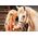 Castorland Puzzle 1000 My Friend Horse CASTOR