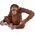 Figurka Schleich Orangutan samica (575338)