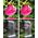 Filtr SunnyLife FILTR PEŁNY SZARY ND32 NDx32 do Drona DJI NEO / Sunnylife NE-FI872 ND32
