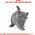Royal Canin British Shorthair Kitten karma sucha dla kociąt, do 12 miesiąca, rasy brytyjski krótkowłosy 2kg