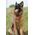 Dingo Obroża regulowana America-Kolorado 2 x 45 cm (23-40 cm) kalejdoskop
