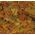 Tropical Goldfish Color puszka 100 ml/20g