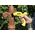 Pistolet do kleju Stanley GR90R 25  W