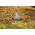 Gardena Grabie wachlarzowe Combisystem regulowane 30-50 cm (3103-20)