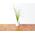 Click And Grow Kapsułki z nasionami Smart Soil Szczypiorek 3pak