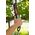 Sekator Gardena TeleCut 520-670 B nożycowy