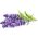 Click And Grow Refill Lawenda 3-pak