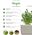 Click And Grow Refill rukola 3-pak