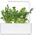 Click And Grow Refill rukola 3-pak