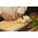 KAI KAI Shun Classic peeling knife 6,0cm