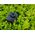 Kamera cyfrowa Brinno BRINNO TLC2020 Timelapse Camera