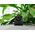 Kamera cyfrowa Brinno BRINNO TLC2020 Timelapse Camera