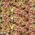 Sera Pond Mix Royal 10 l, mieszanka -pokarm dla ryb stawowych