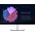 Monitor Dell UltraSharp U2722DE (210-AYUJ)