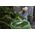 GreenAware GreenAware, Kompostowalne worki na odpady ogrodowe 150L, 3 szt.