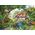 Ravensburger Puzzle 2D 1000 elementów Droga wśród wzgórza kwiatów