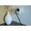 Brennenstuhl Brennenstuhl Socket Adapter with USB Power Delivery USB A/ Type C