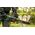 Bosch CHAINSAW BOSCH 35 1800W + EXTRA CHAIN