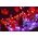 Twinkly Inteligentne lampki dekoracyjne Cluster 400 LED RGB 6 m kiść, girlanda, sterowane aplikacją