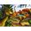 Trefl PUZZLE 20EL MINIMAXI TREFL 21137 POZNAJ SWIAT DI