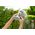 Bestway Prysznic Ogrodowy Basenowy Solarny 8L Bestway 58694