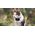 Tractive Tractive GPS CAT Mini - Dark Blue