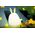 Superfire Lampka nocna dla dzieci SuperFire RAB-02 Little Rabbit