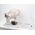 Brabantia Brabantia Foldable Dish Drying Rack Large Dark Light Grey
