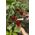 Gardena Gardena Harvesting Knife VeggieCut (grey/turquoise, incl. belt holster with integrated sharpening stone)